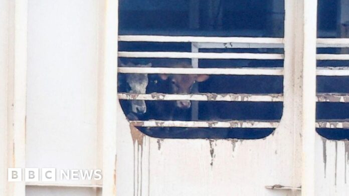 Ship blamed for Cape Town stink leaves for IraqSouth African authorities say conditions on board the livestock vessel from Brazil are "abhorrent".Africa