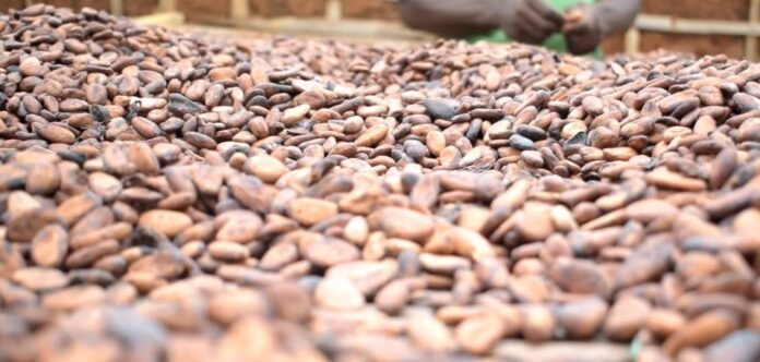 Cocoa shortages force shutdowns at Ghana’s top processors 
Cocoa shortages force shutdowns at Ghana’s top processors