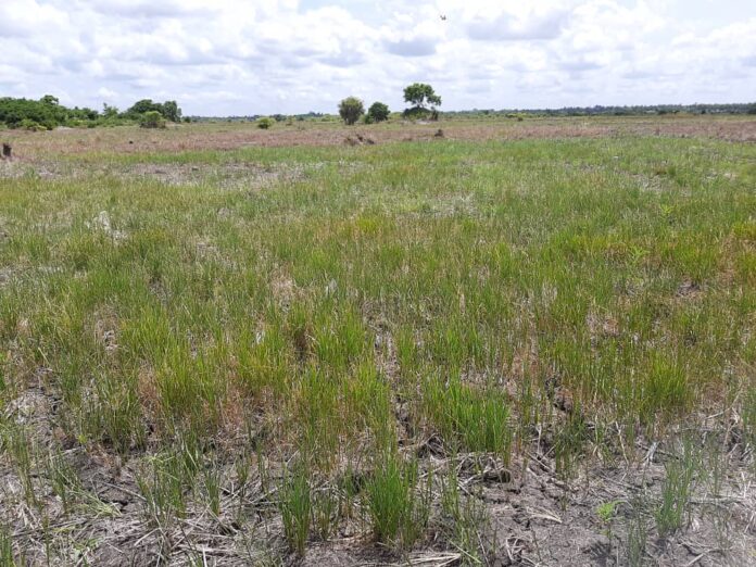 
Consider the use of local rice for school feeding – Rice farmers                            