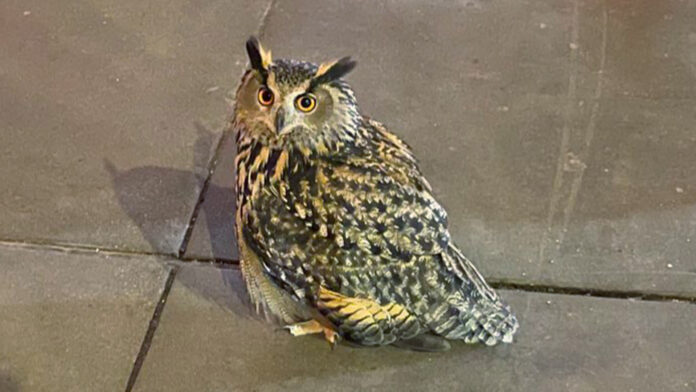 Flaco the owl found dead a year after escaping enclosure Flaco the owl found dead a year after escaping enclosure at Central Park as zoo ‘hopeful that NYPD will make an arrest’