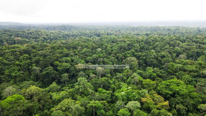 Forest_Ghana.jpg