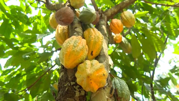 Ghana to expand cocoa rehabilitation with $200m World Bank loan 
Ghana to expand cocoa rehabilitation with $200m World Bank loan