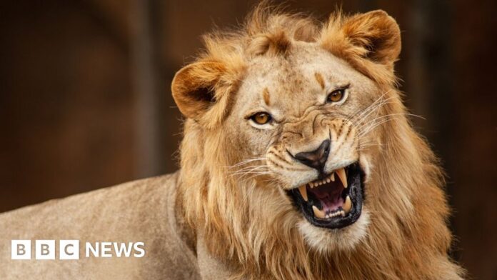 Lion kills zookeeper at Nigerian universityThe veterinarian technologist had been taking care of the university's lions for nine years.Africa