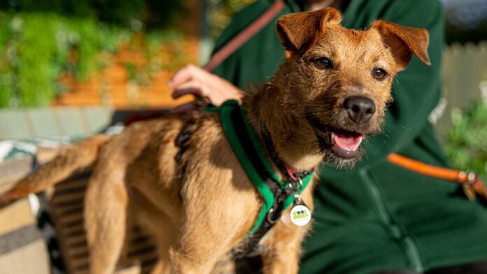 PAW-FECT LOCATION This is where the adorable Channel 4 show The Dog House is filmedEVERY week The Dog House leaves viewers in tears with its heartbreaking AND heartwarming stories. But some fans of the Channel 4 show may be wondering if they can visit the centre where it is filmed.