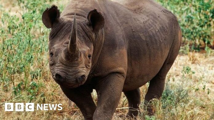 Rhino poaching on the rise in South AfricaNearly 500 were killed in 2023 with hunters moving away from previous poaching hotspots.Africa
