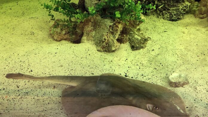 When is Charlotte the stringray’s due date?