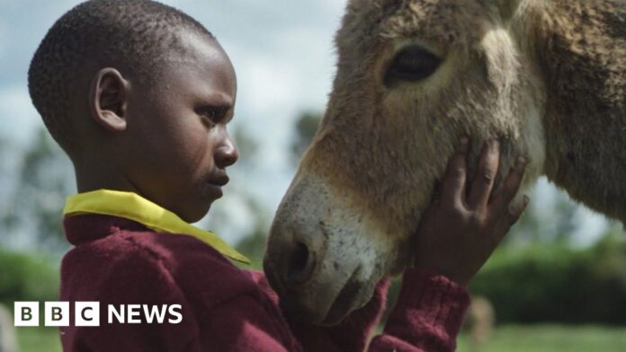 Will Africa Union ban the export of donkey meat?The quest to stop the slaughter of working donkeys, as demand grows for a traditional remedy made from their skin.Science & Environment