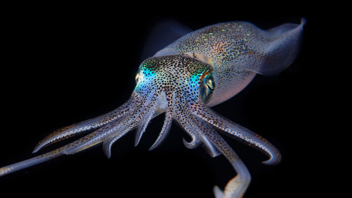 FROM THE DEPTHS Study discovers a 183 million old new species of vampire squidA NEW species of vampire squid has been discovered after researchers found its 183 million-year-old fossil clutching its last meal.