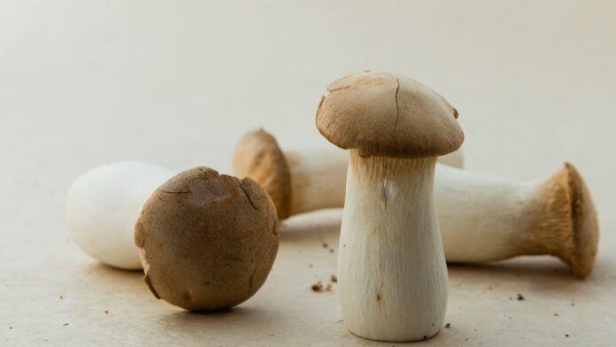 Why is the penis mushroom-shaped Why is the penis mushroom-shaped?