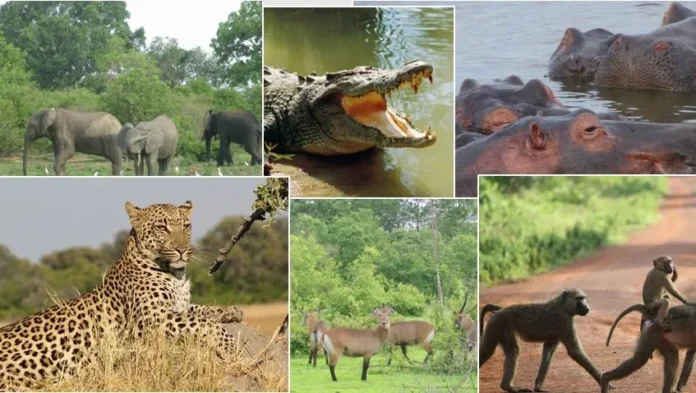 World Wildlife Day: the role of GPS collars and transmitters 
World Wildlife Day: The role of GPS collars and transmitters in wildlife conservation in Ghana