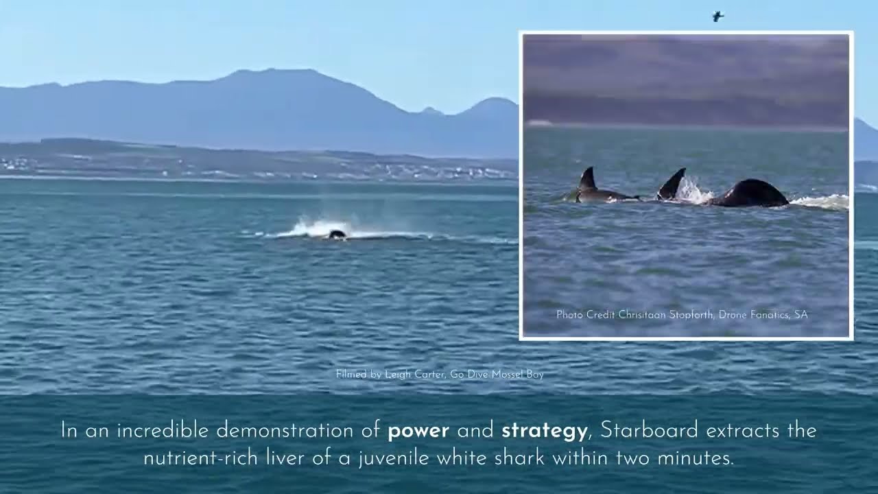 VIDEO: Lone orca eats great white shark off South Africa coast – HOME