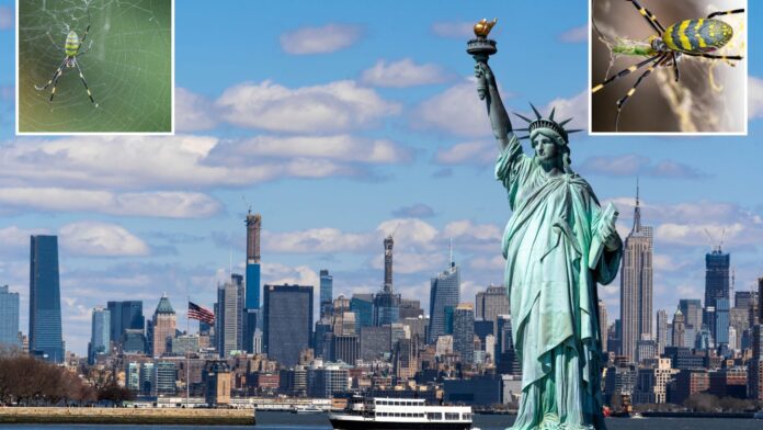 Super spider: do flying spiders bite? Discover the bugs invading SUPER SPIDER Do flying spiders bite? Discover the bugs invading New York & New Jersey