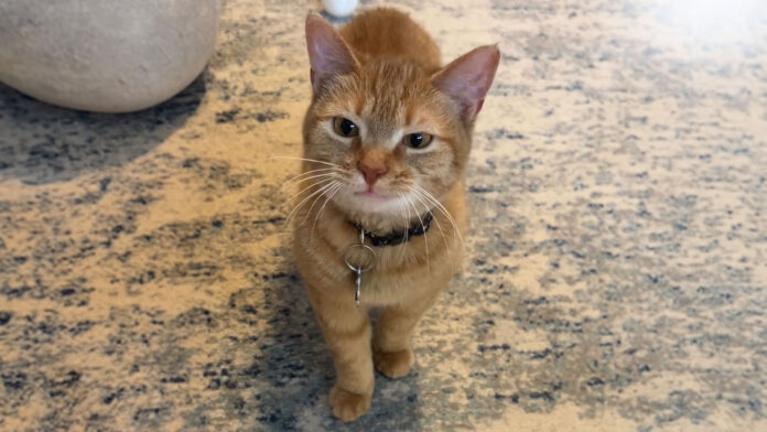 Who was the ‘I Go Meow Cat’ and when did they pass away?